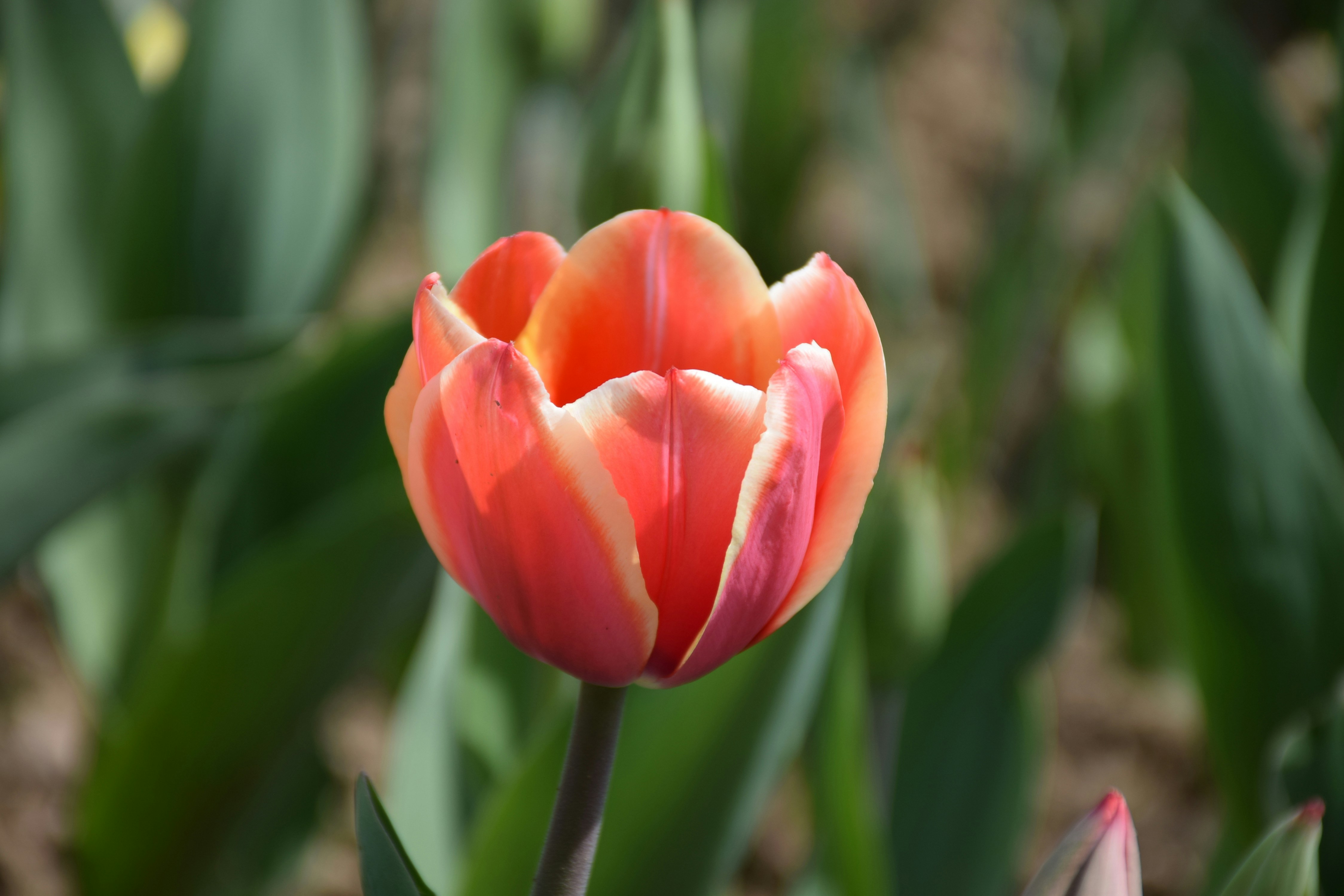 a single orange and white tulip in a garden