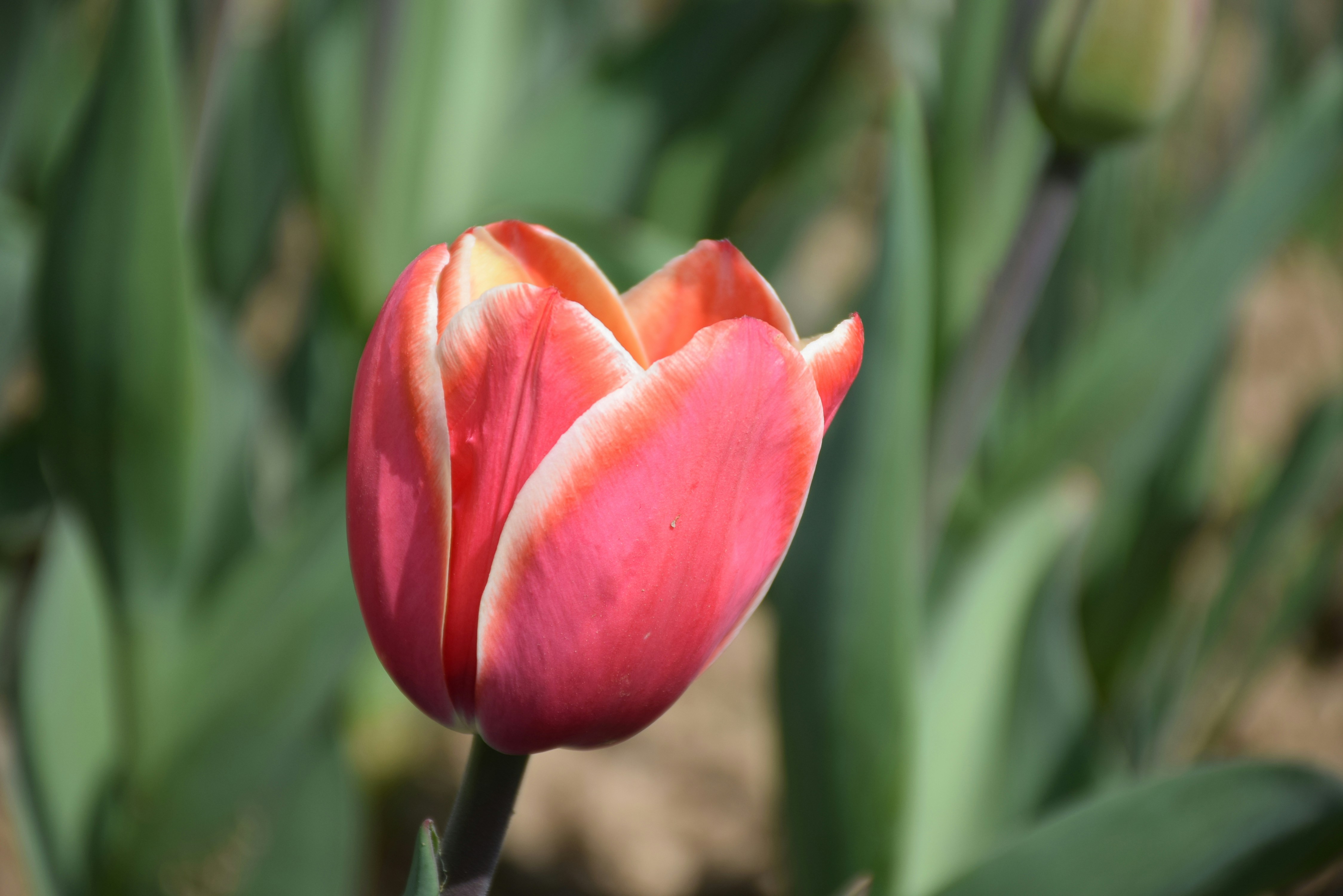 Tulip garden srinagar kashmir