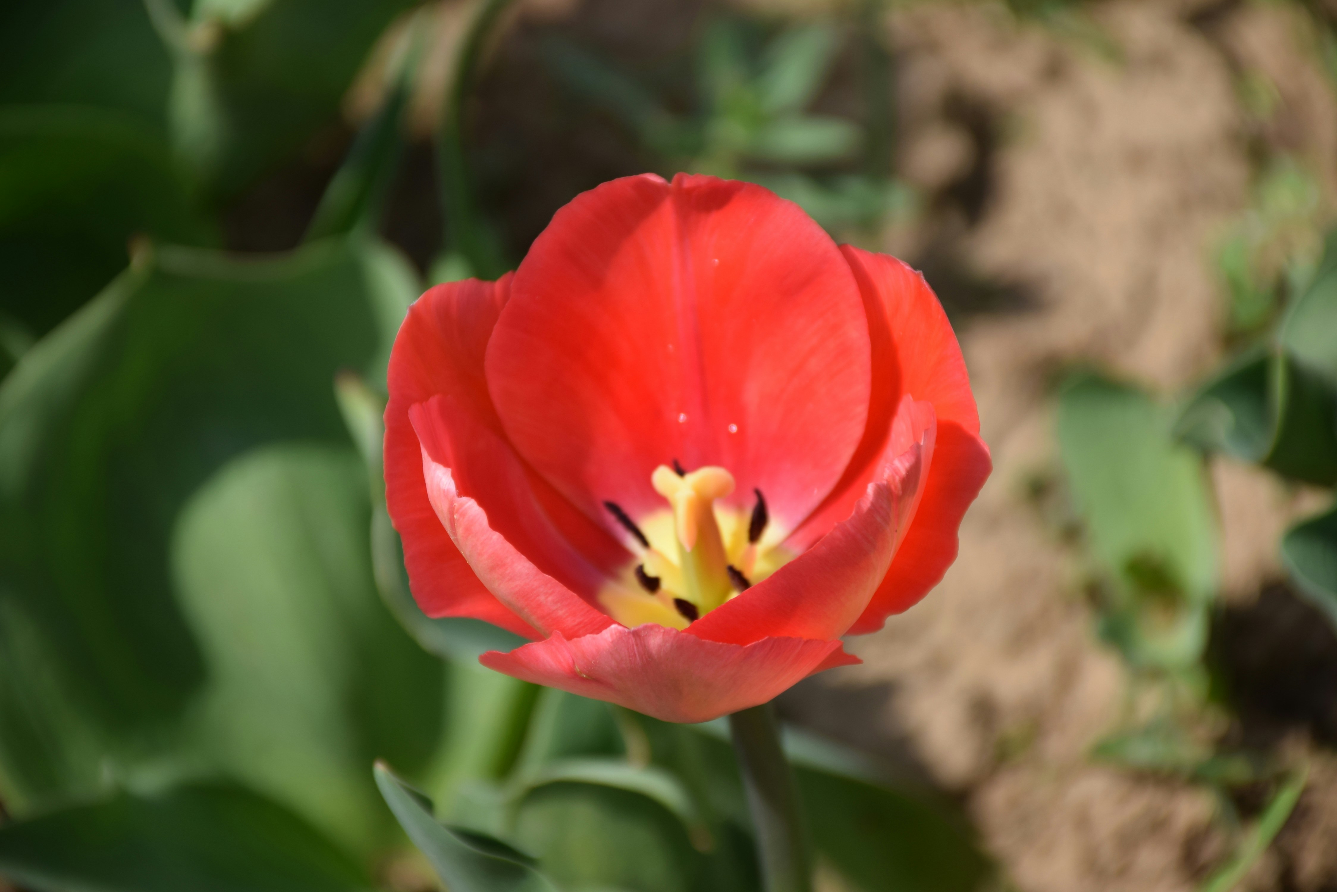 Tulip garden srinagar kashmir