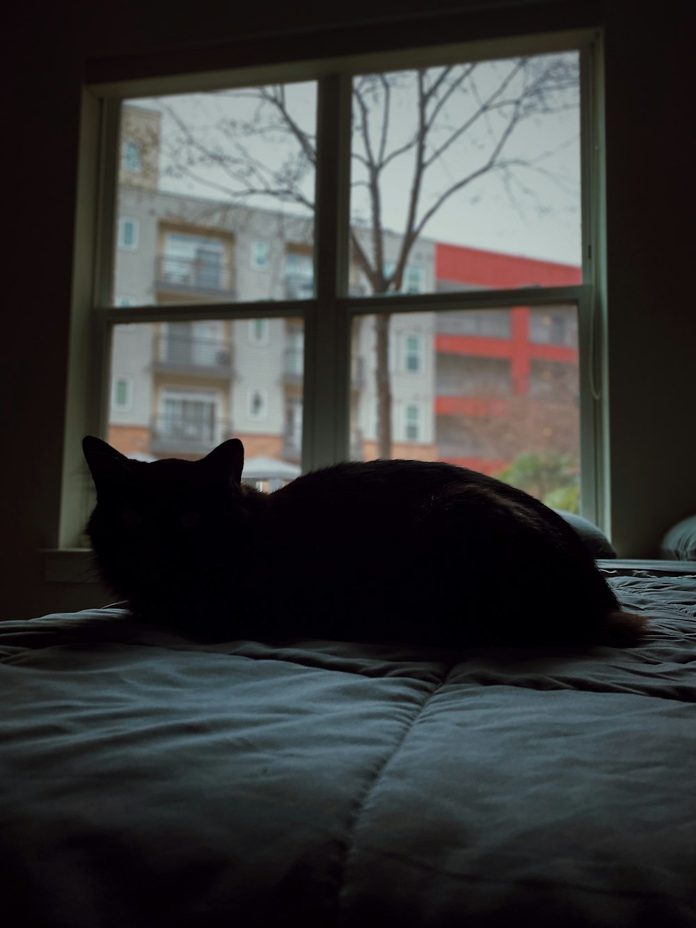 a cat lying on a bed in a dark room