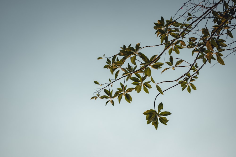 a tree branch with green leaves against a blue sky