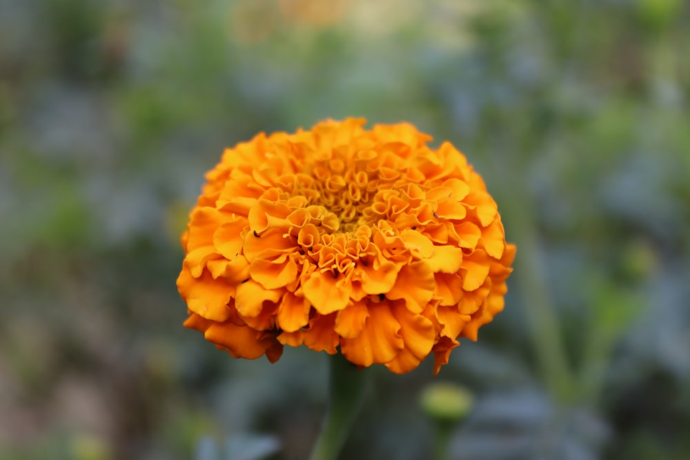 an orange flower with a blurry background