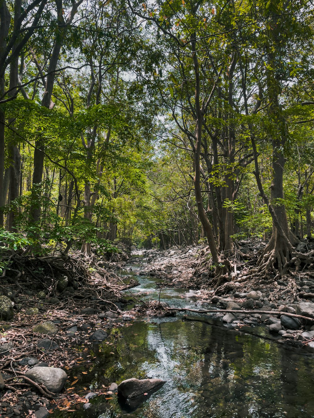 a stream running through a lush green forest