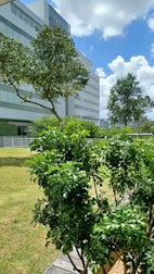 a couple of trees that are in a pot