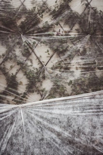 frost blanket with trees covered