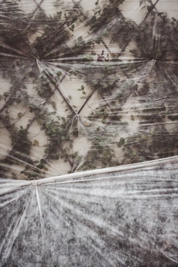 frost blanket with trees covered
