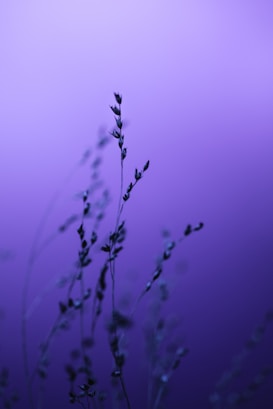a close up of a plant with a purple background