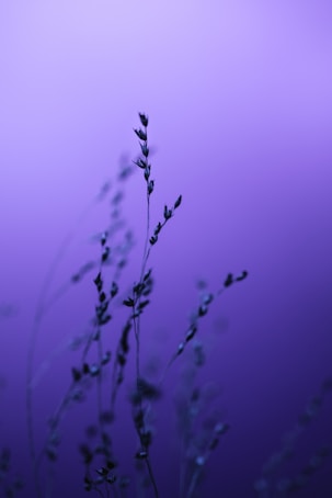 a close up of a plant with a purple background