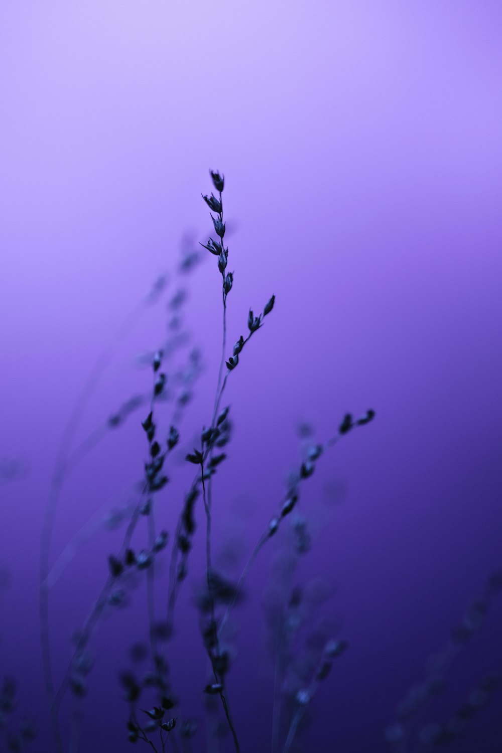 a close up of a plant with a purple background