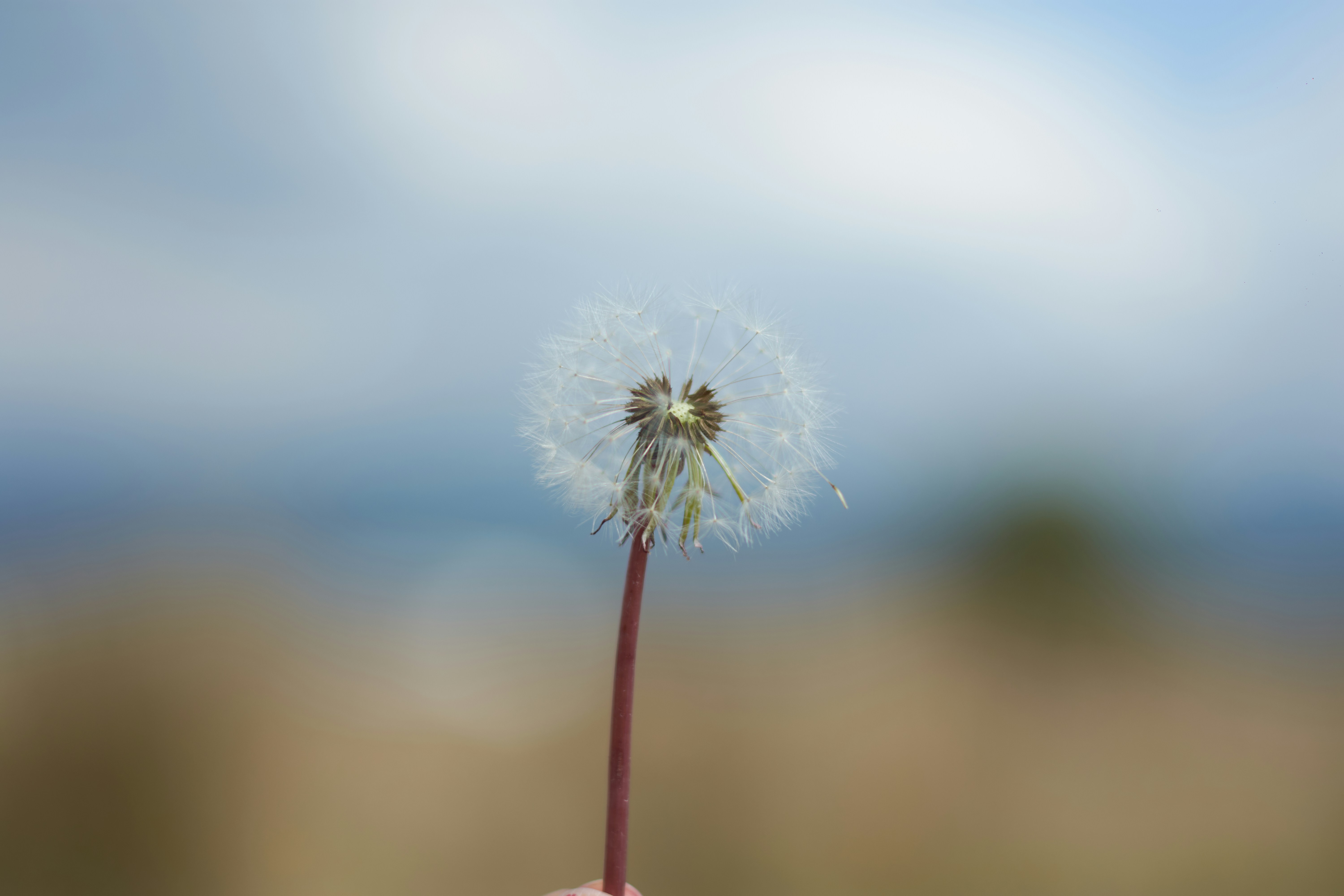 a hand holding a dandelion with a blurry background