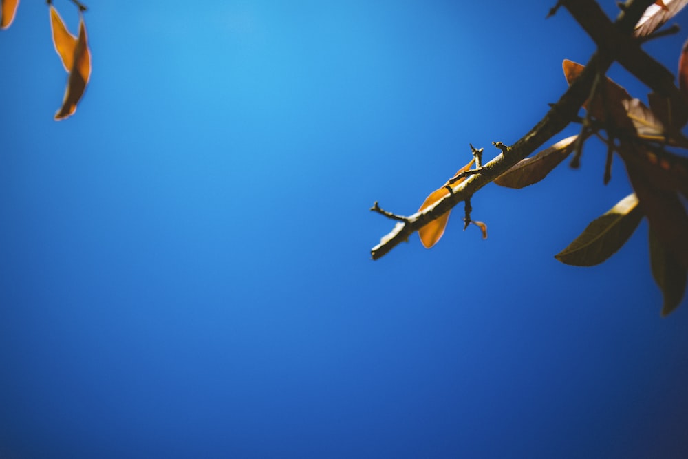 a tree branch with leaves and a blue sky in the background