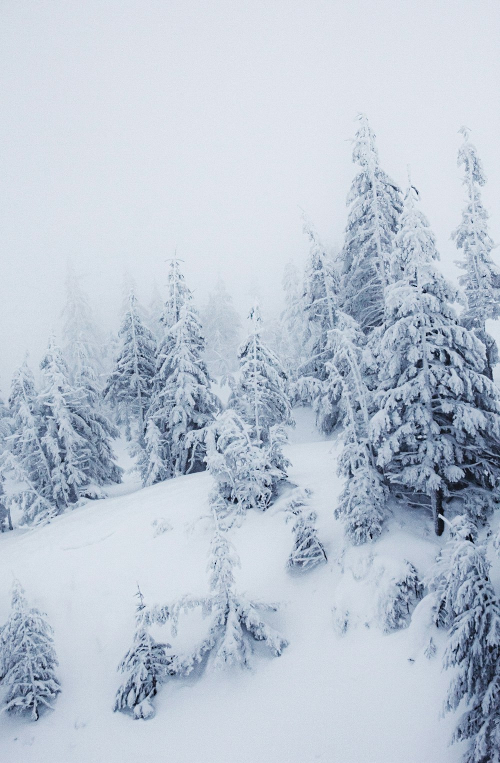 a person on skis in the snow surrounded by trees