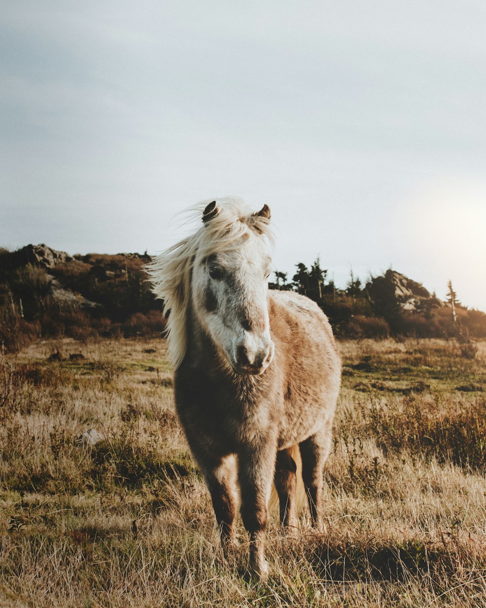un cheval brun debout au sommet d’un champ d’herbe sèche