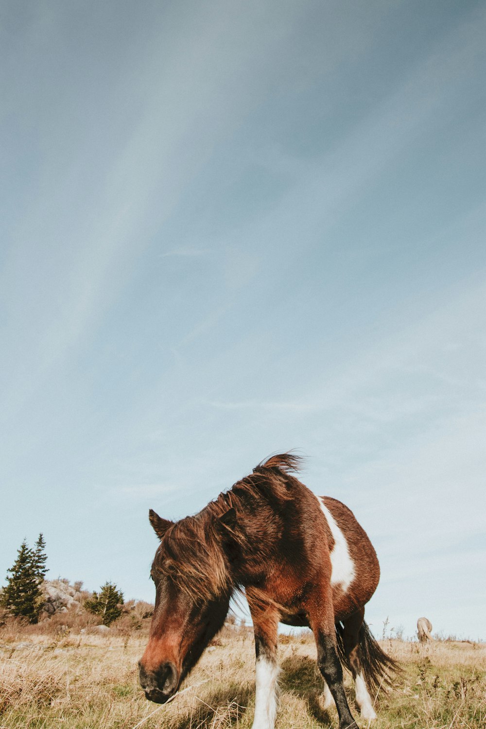 un cheval brun et blanc debout au sommet d’un champ couvert d’herbe