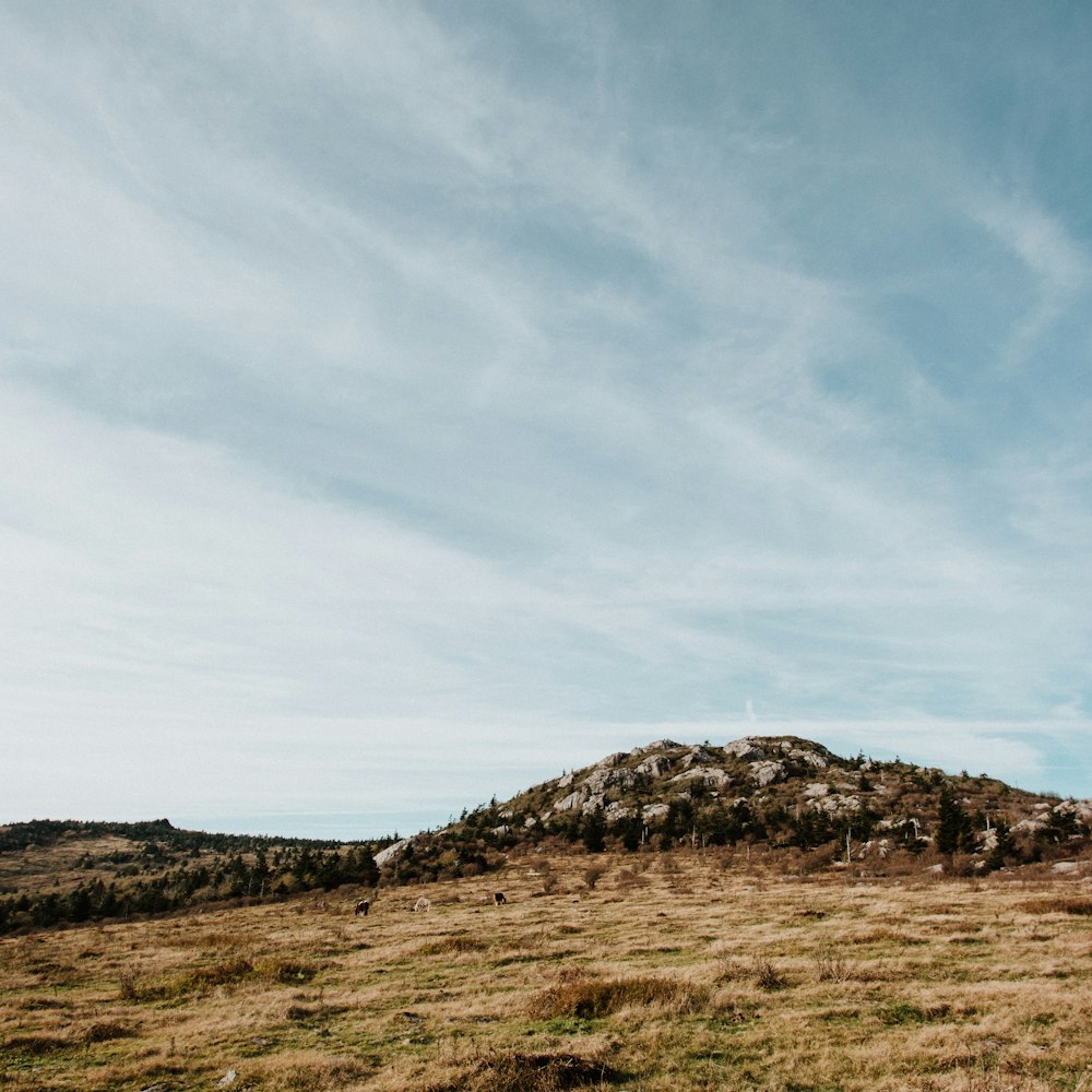 a grassy field with a hill in the background