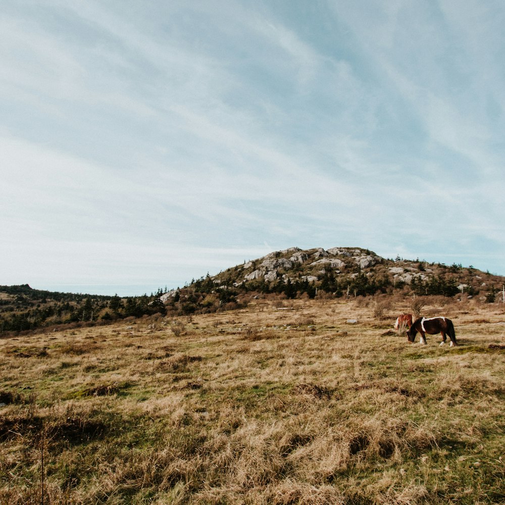 a horse grazing in a field with a mountain in the background