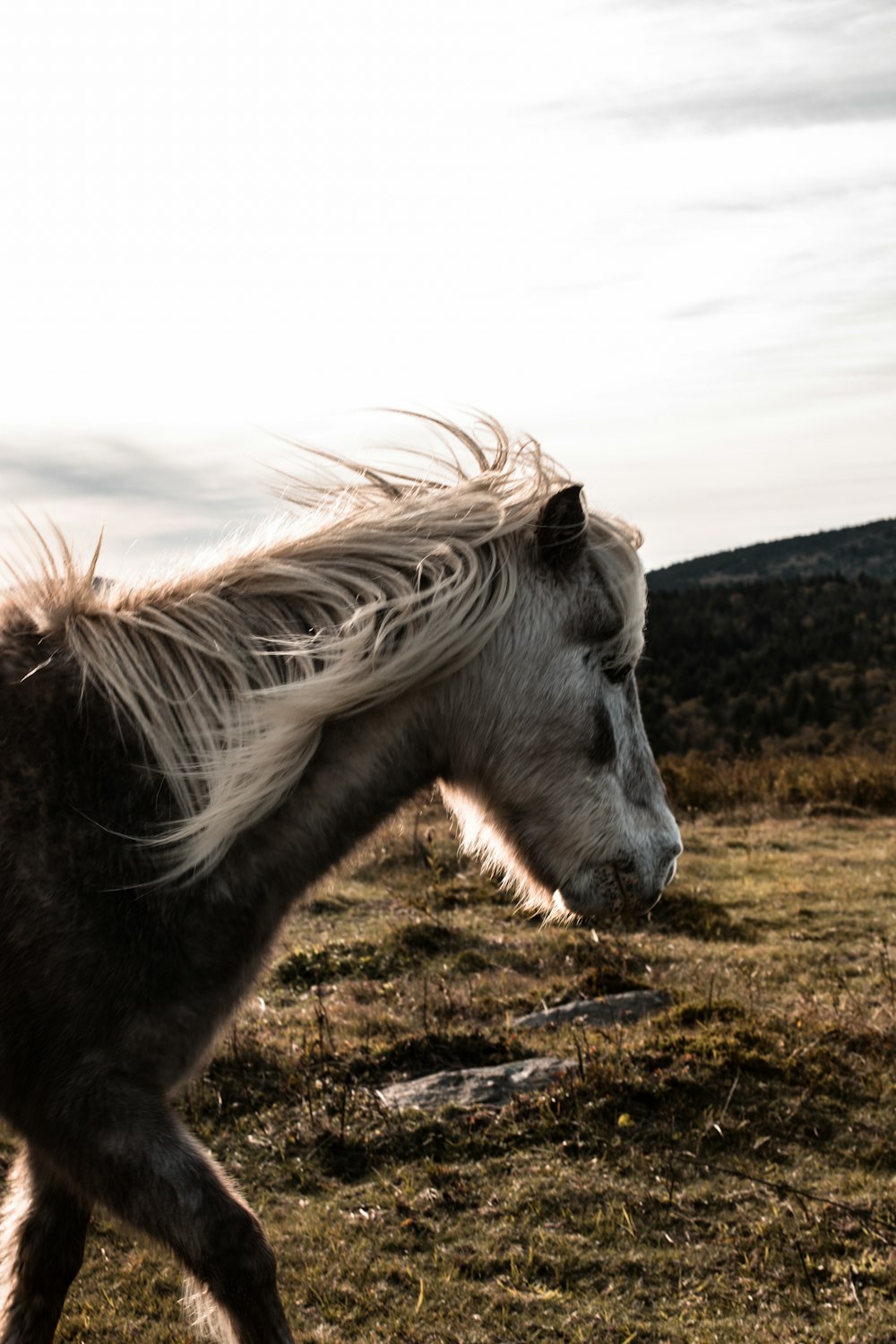 a white horse with long hair running in a field