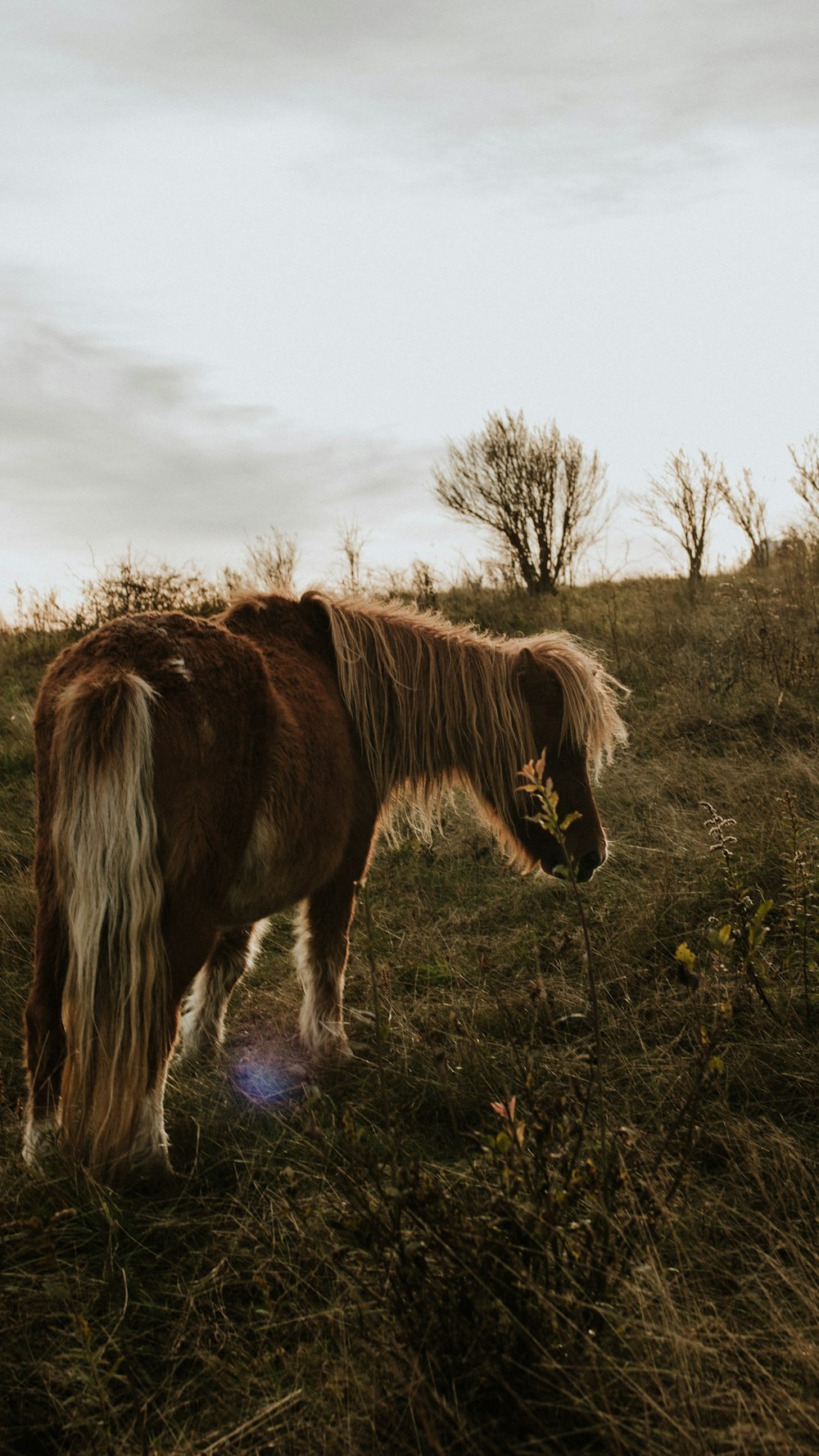 a brown and white horse standing on top of a grass covered field