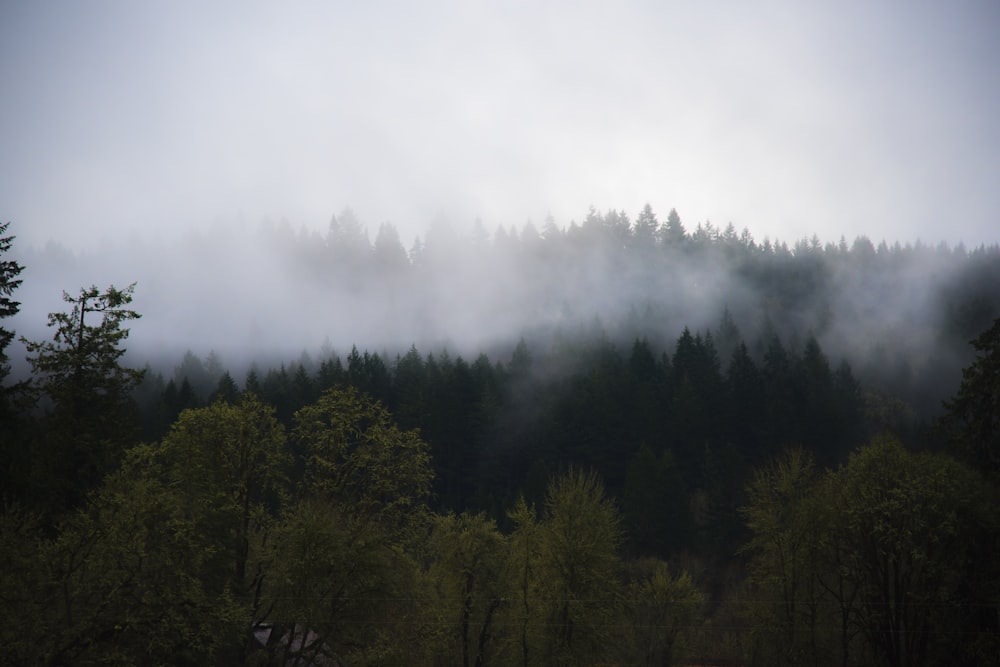 a forest filled with lots of trees covered in fog