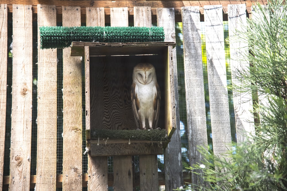 an owl is sitting in a wooden box