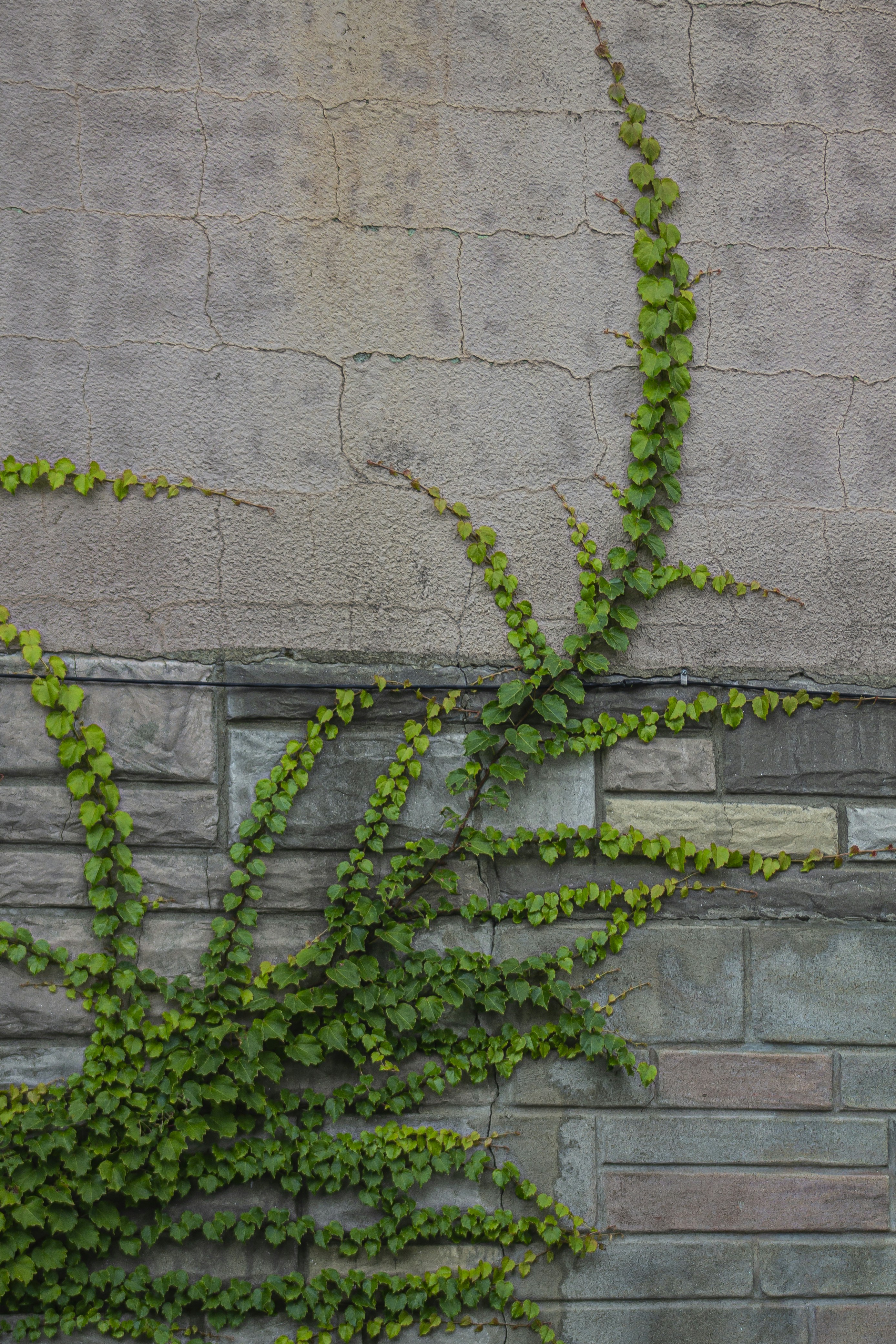 eine Ziegelmauer mit einer grünen Pflanze, die darauf wächst