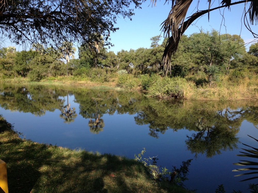 a body of water surrounded by trees and grass