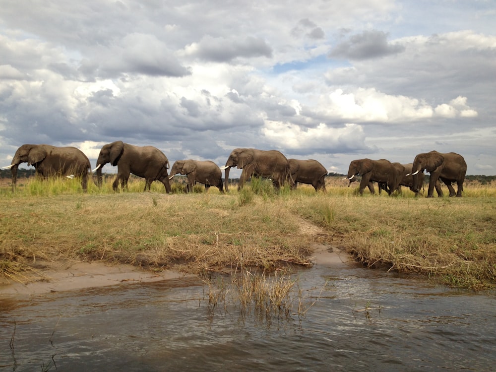 a herd of elephants walking across a grass covered field