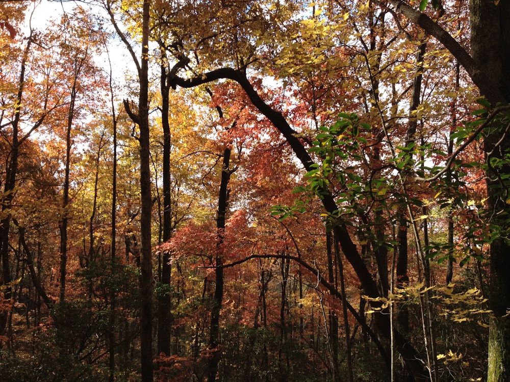 a forest filled with lots of trees covered in leaves