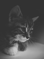 a black and white photo of a kitten