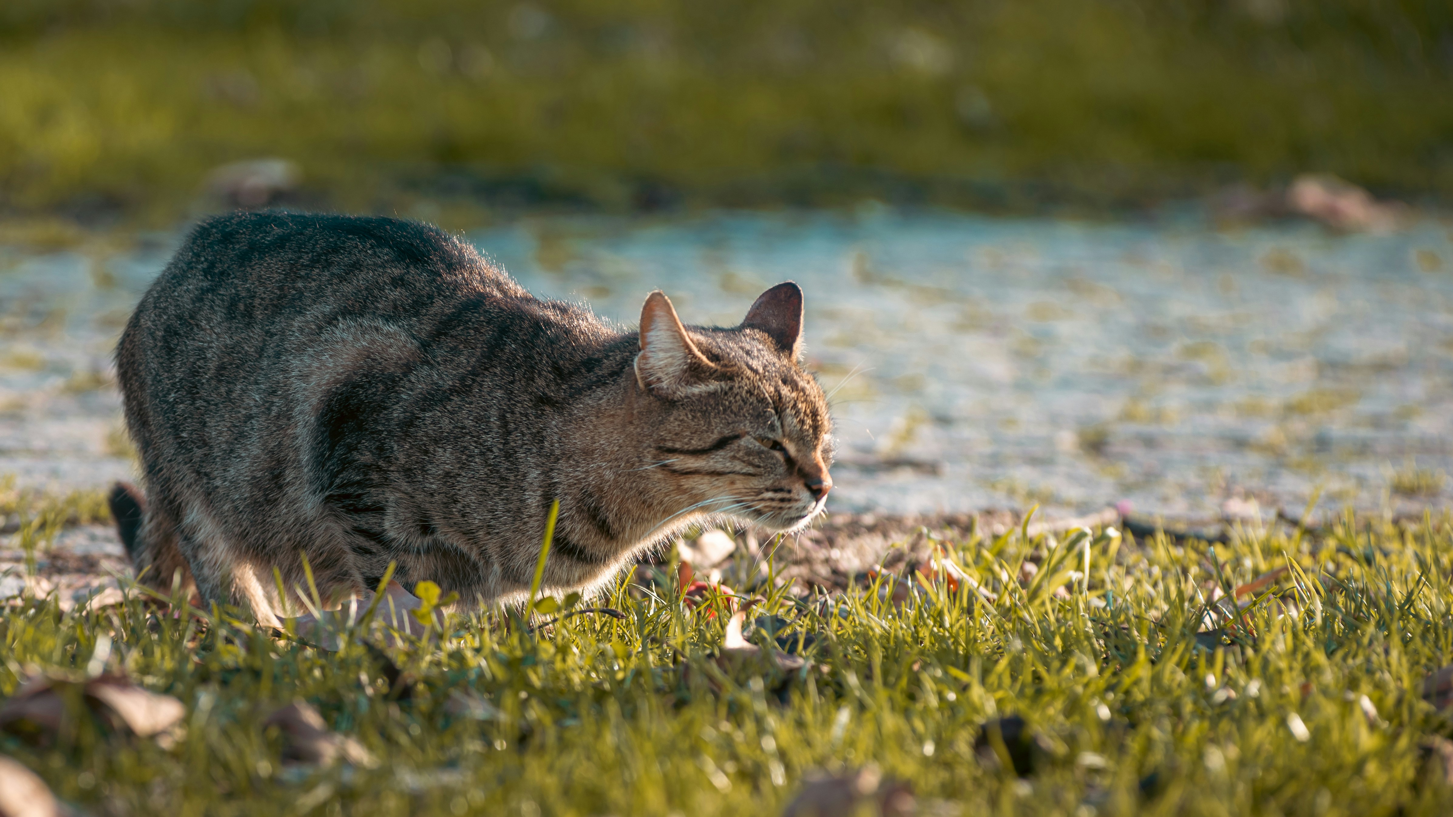 Wildcat Breeding and Reintroduction Programs (image credits: unsplash)