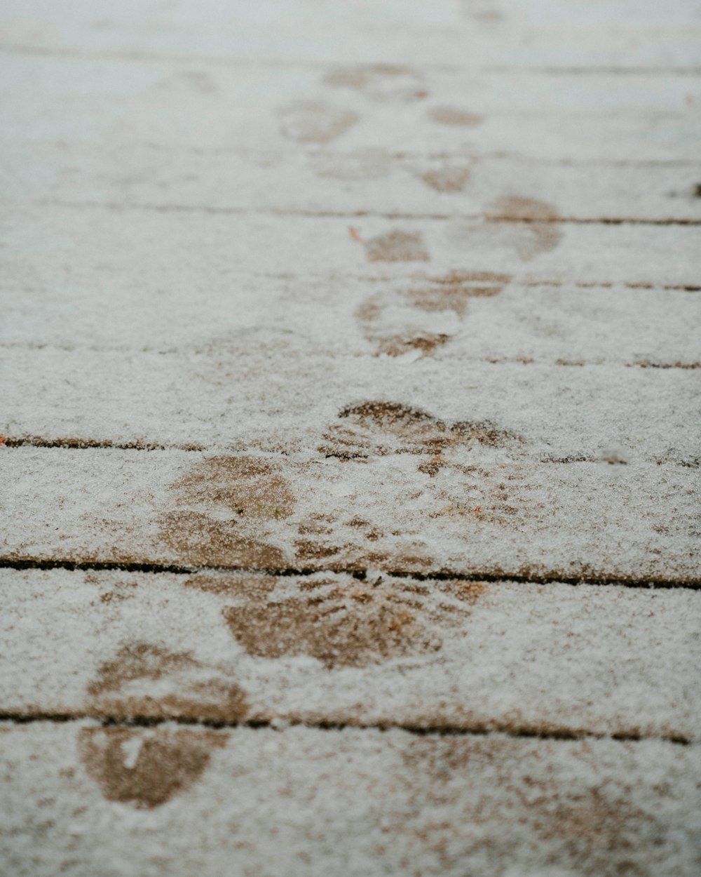 a cat's paw prints in the snow