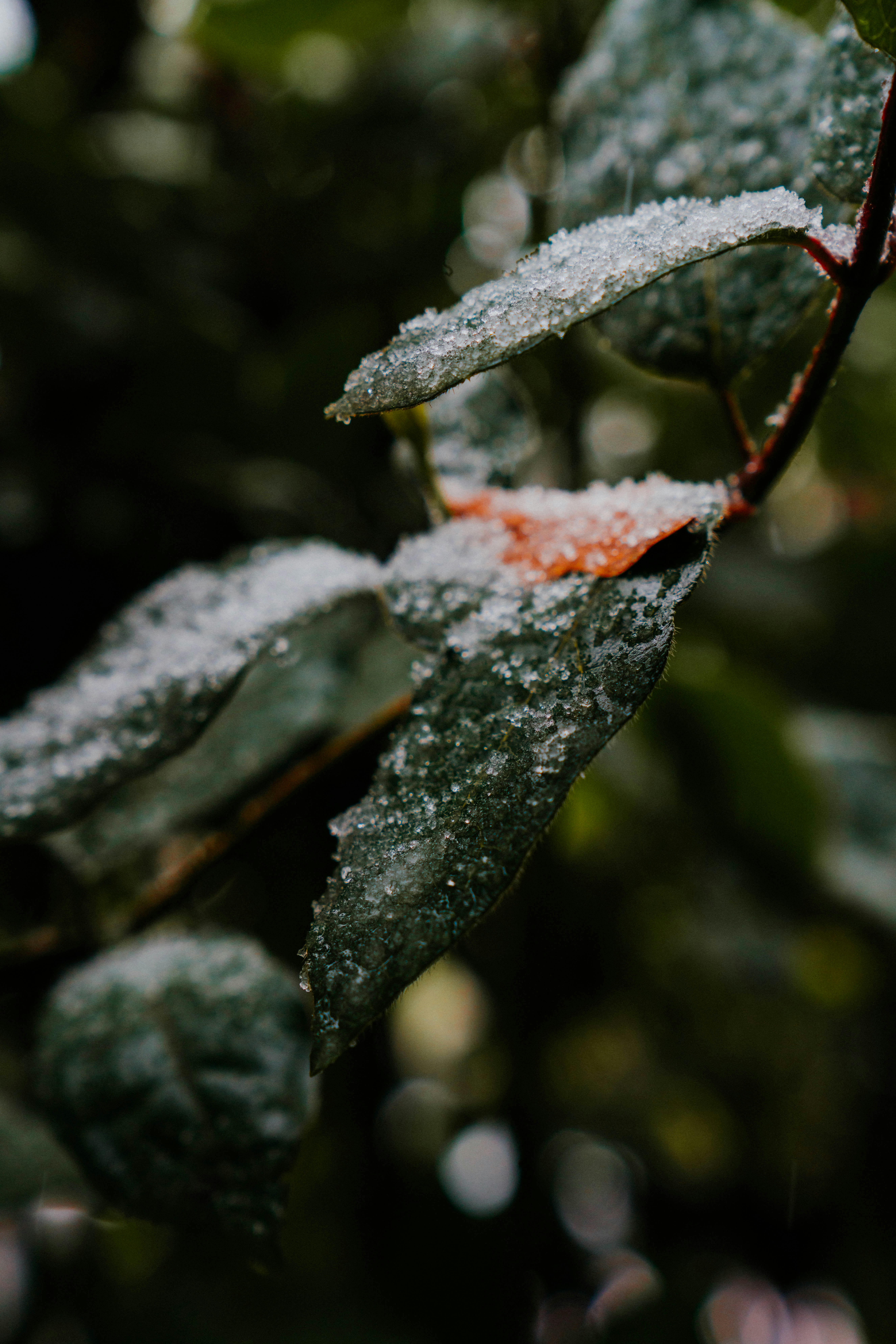 a close up of a leaf with snow on it