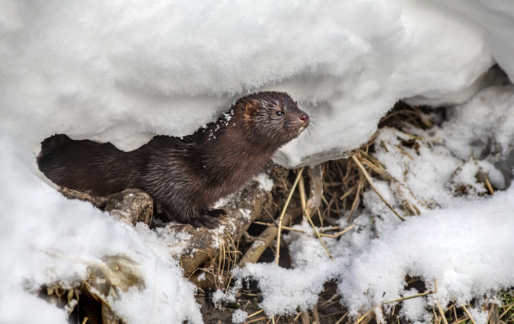 a small animal is standing in the snow