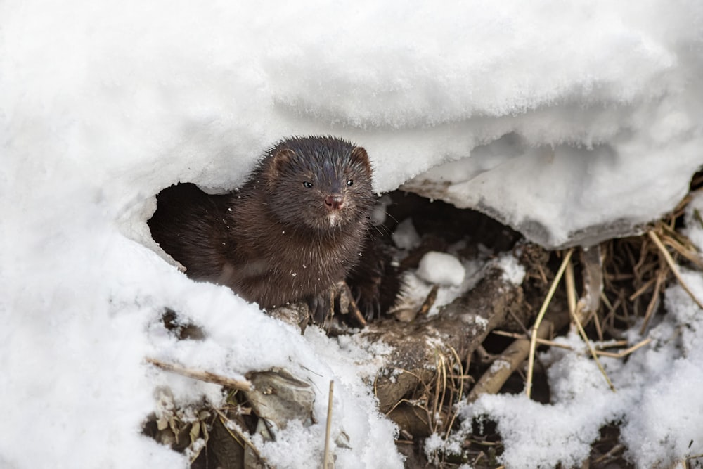 a small animal is standing in the snow