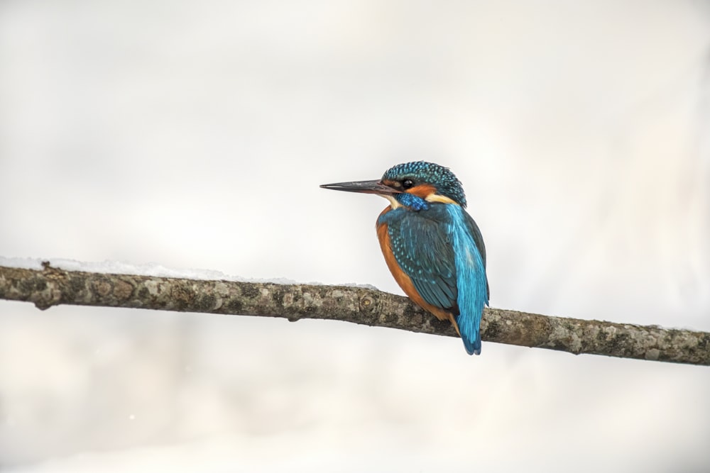 a blue and orange bird sitting on a branch