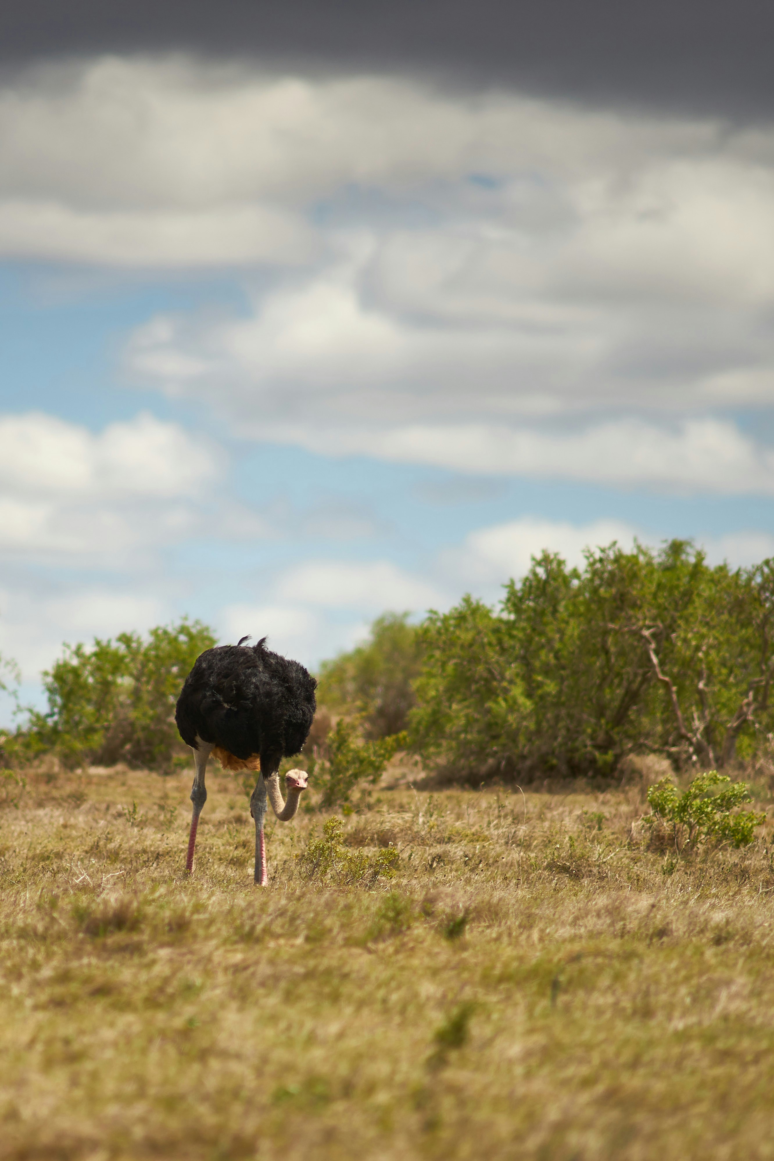 Photo by wolfgang_hasselmann