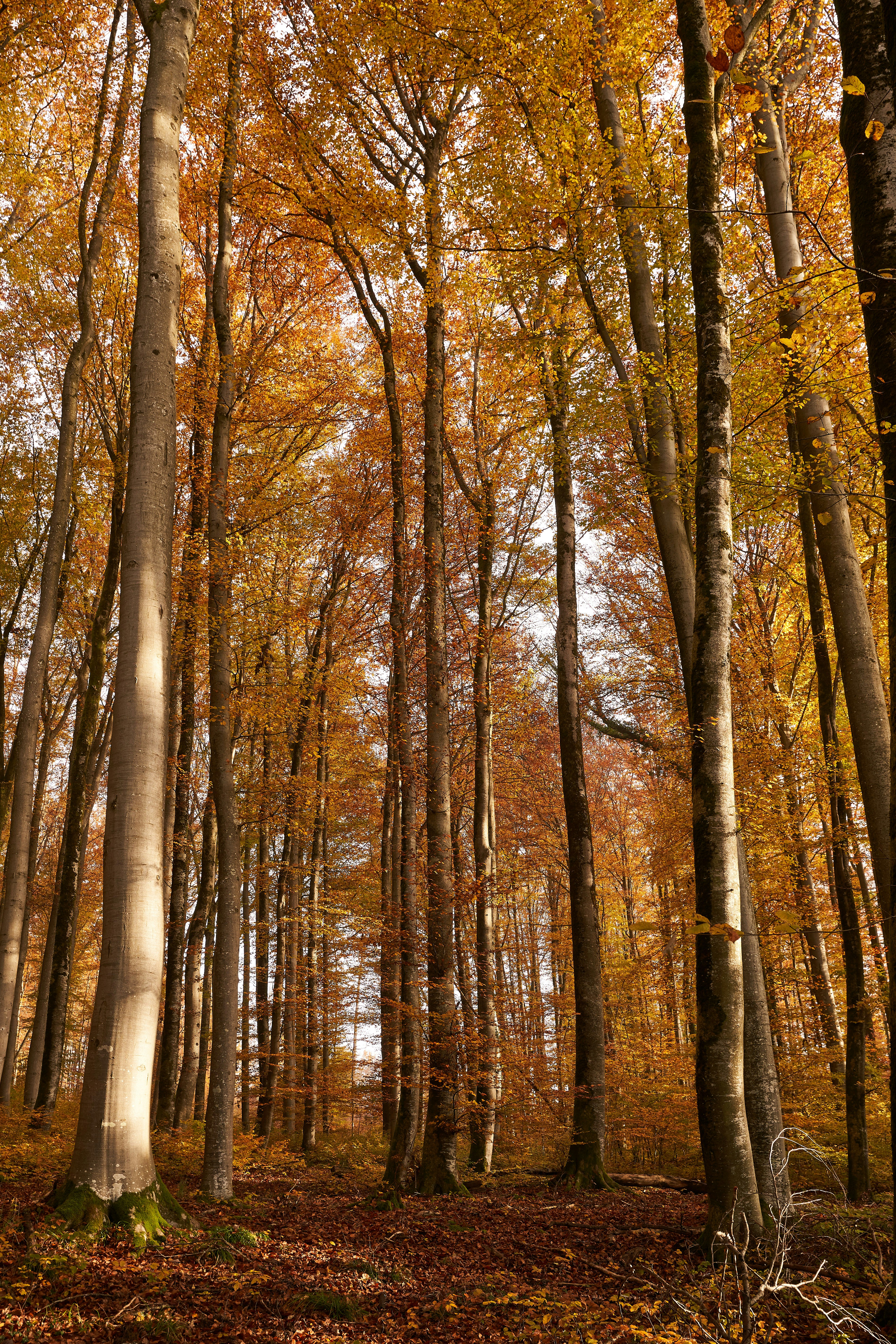 Photo by wolfgang_hasselmann