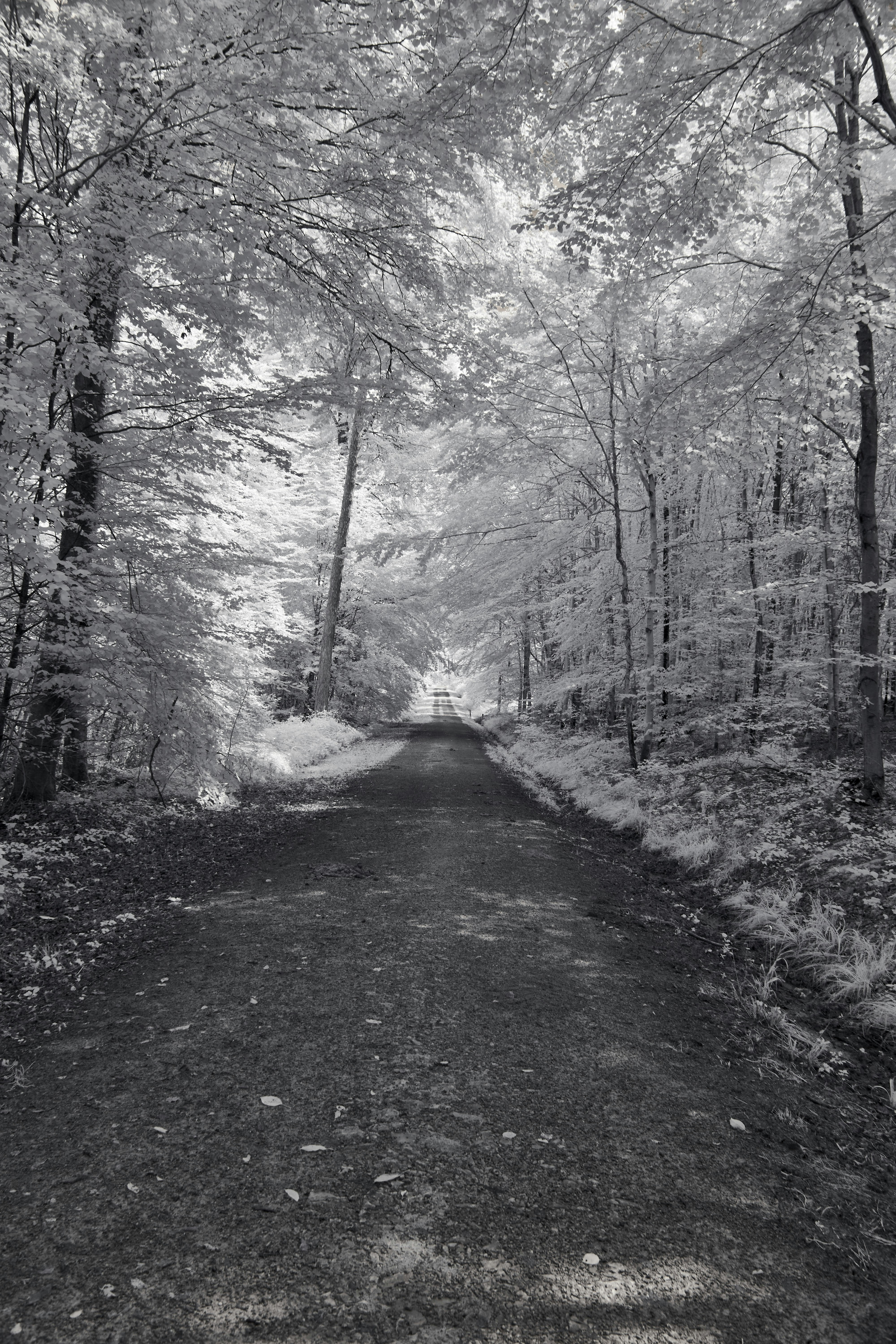 Photo by wolfgang_hasselmann