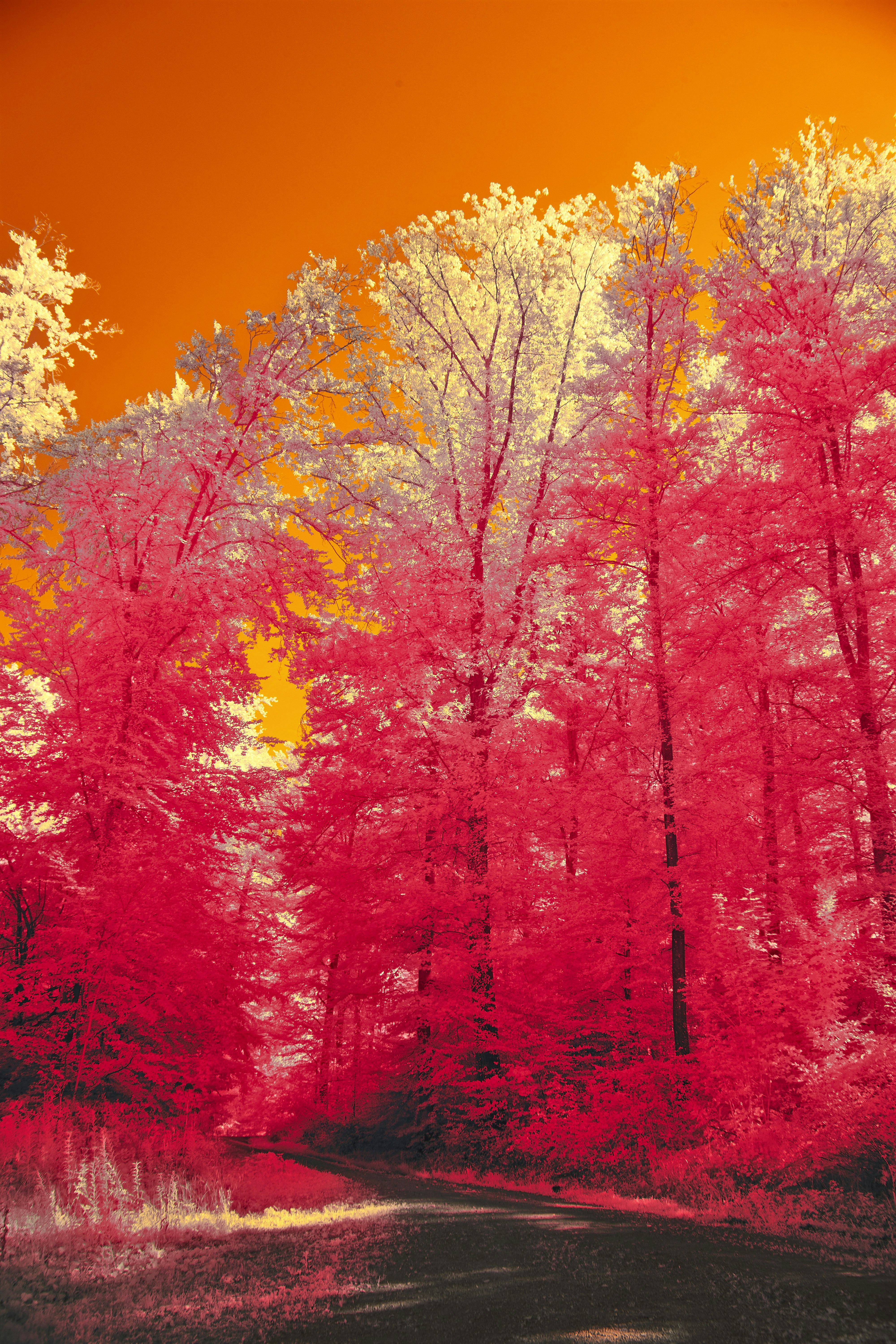 Photo by wolfgang_hasselmann