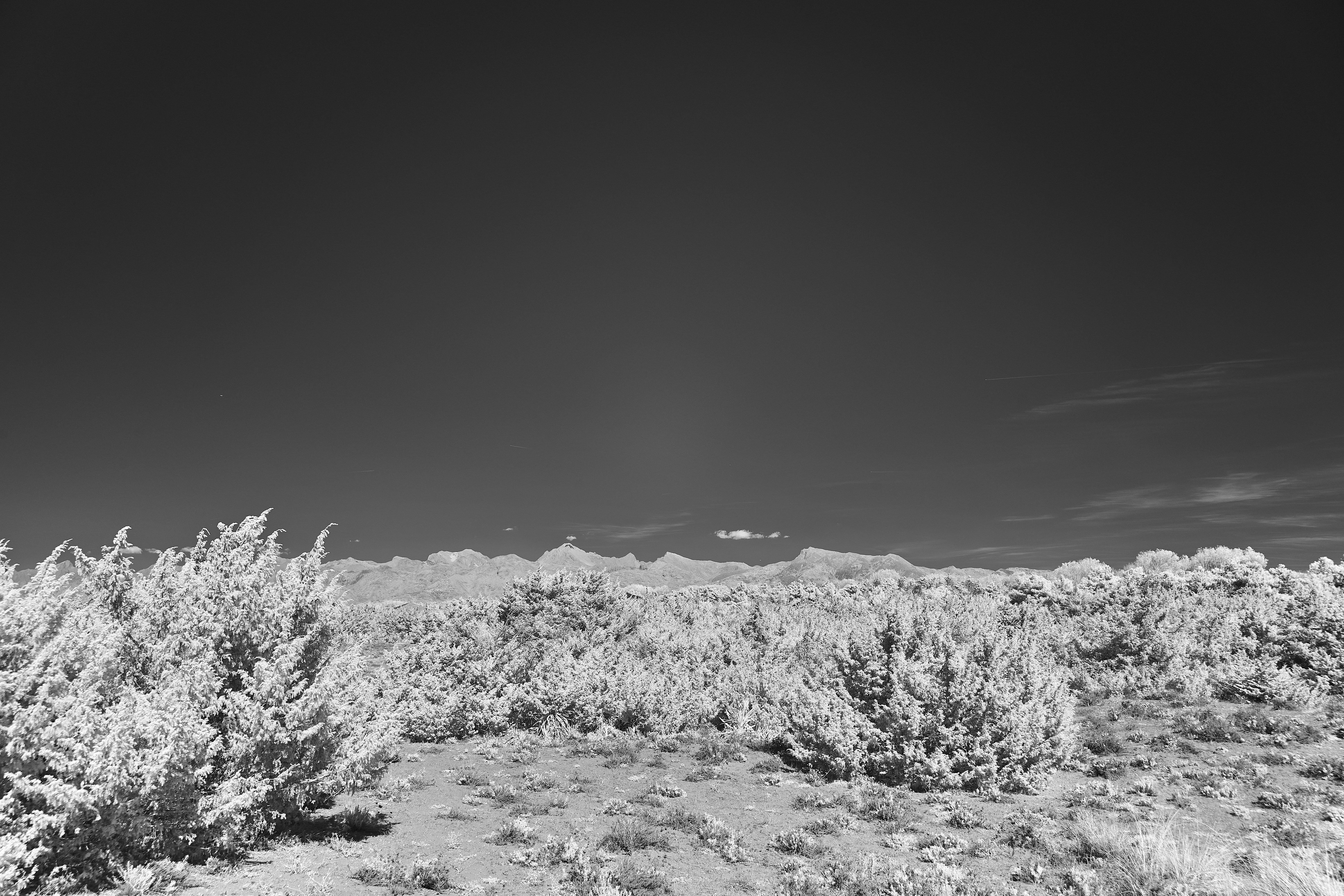 Photo by wolfgang_hasselmann