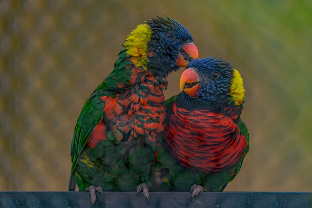 a couple of colorful birds sitting next to each other