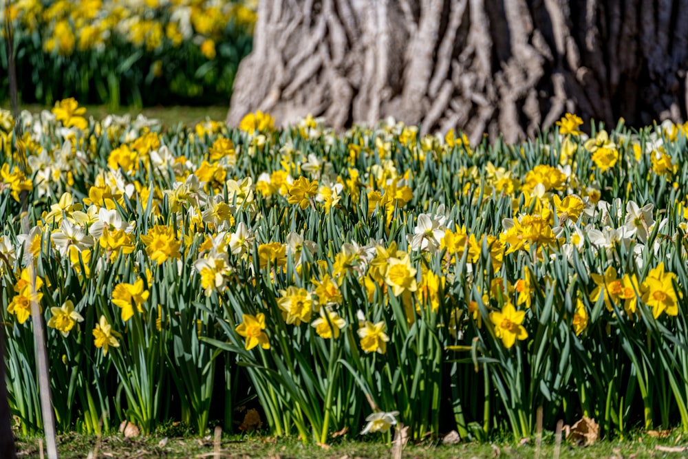 a field of yellow and white flowers next to a tree