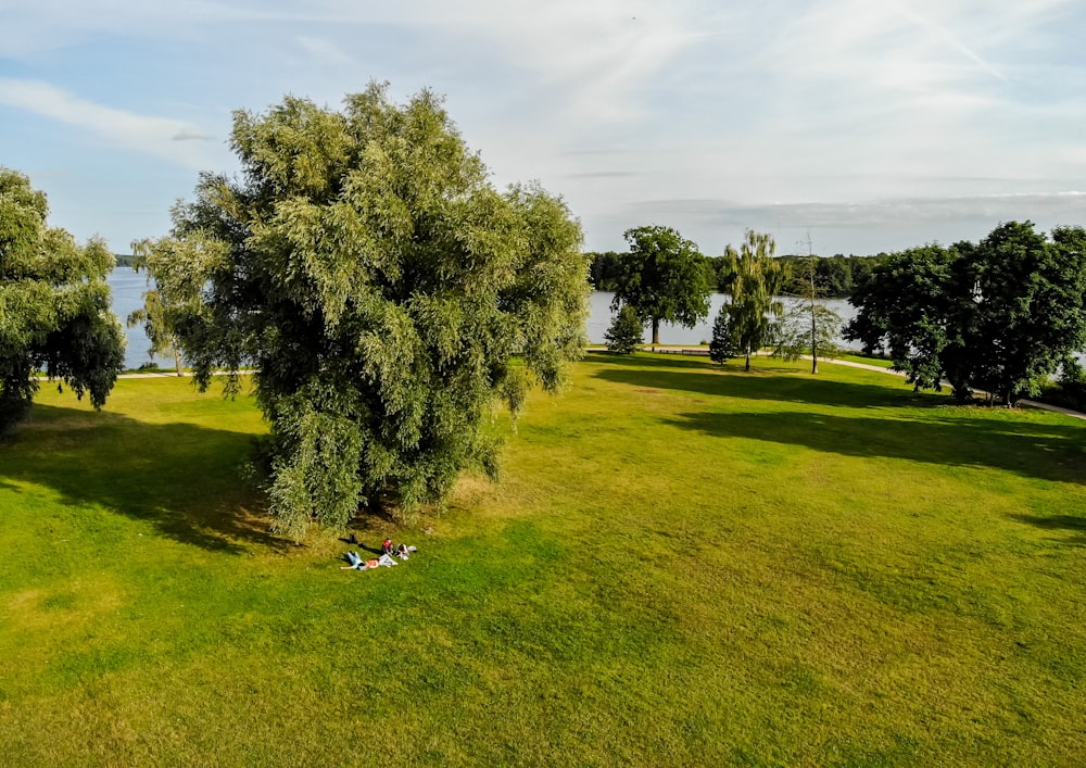 a grassy field with trees and a body of water in the distance