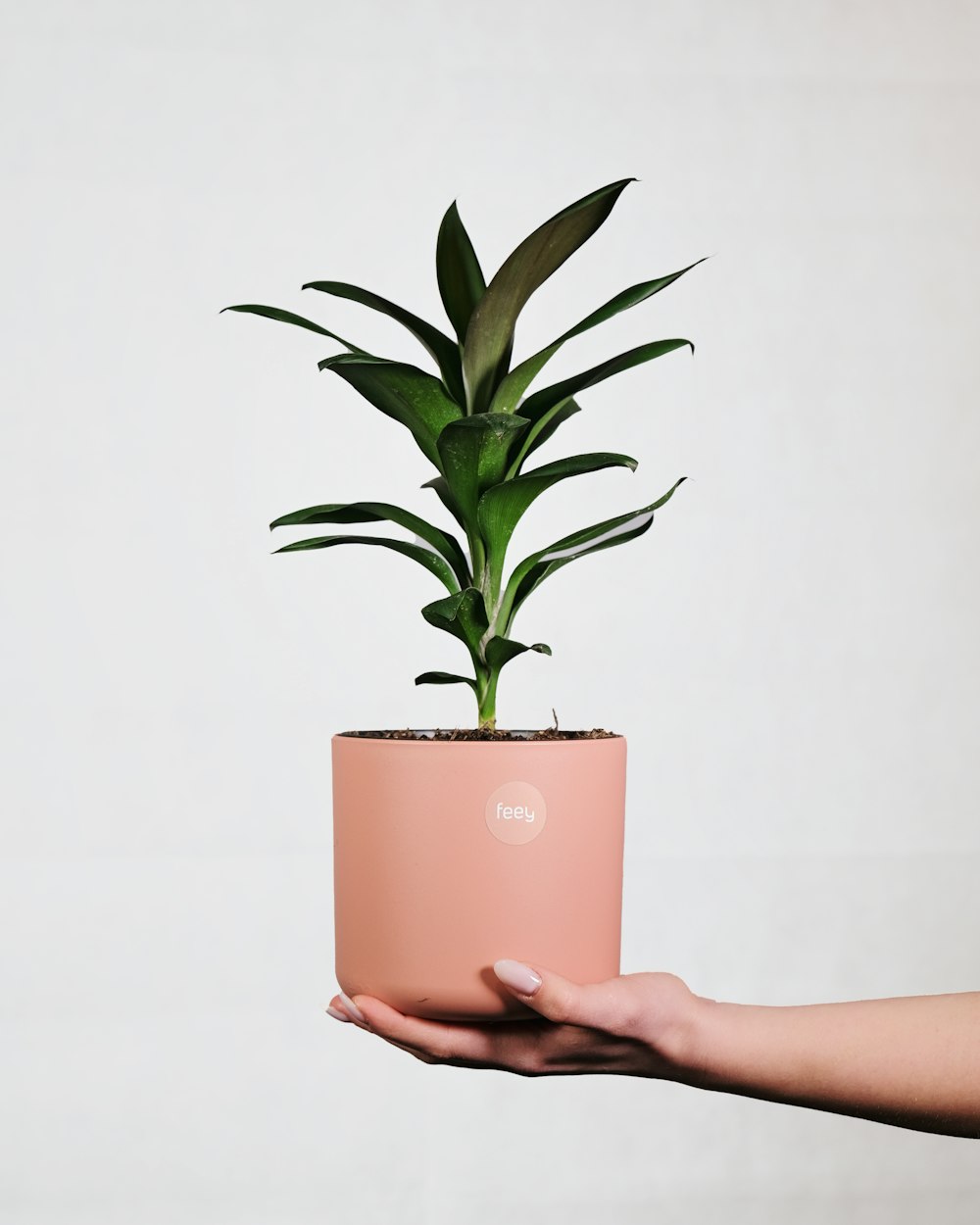 Una persona sosteniendo una planta en una maceta rosa