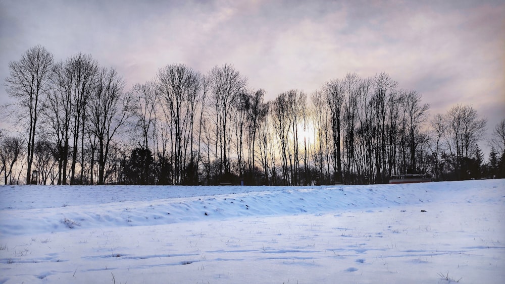 un champ enneigé avec des arbres en arrière-plan