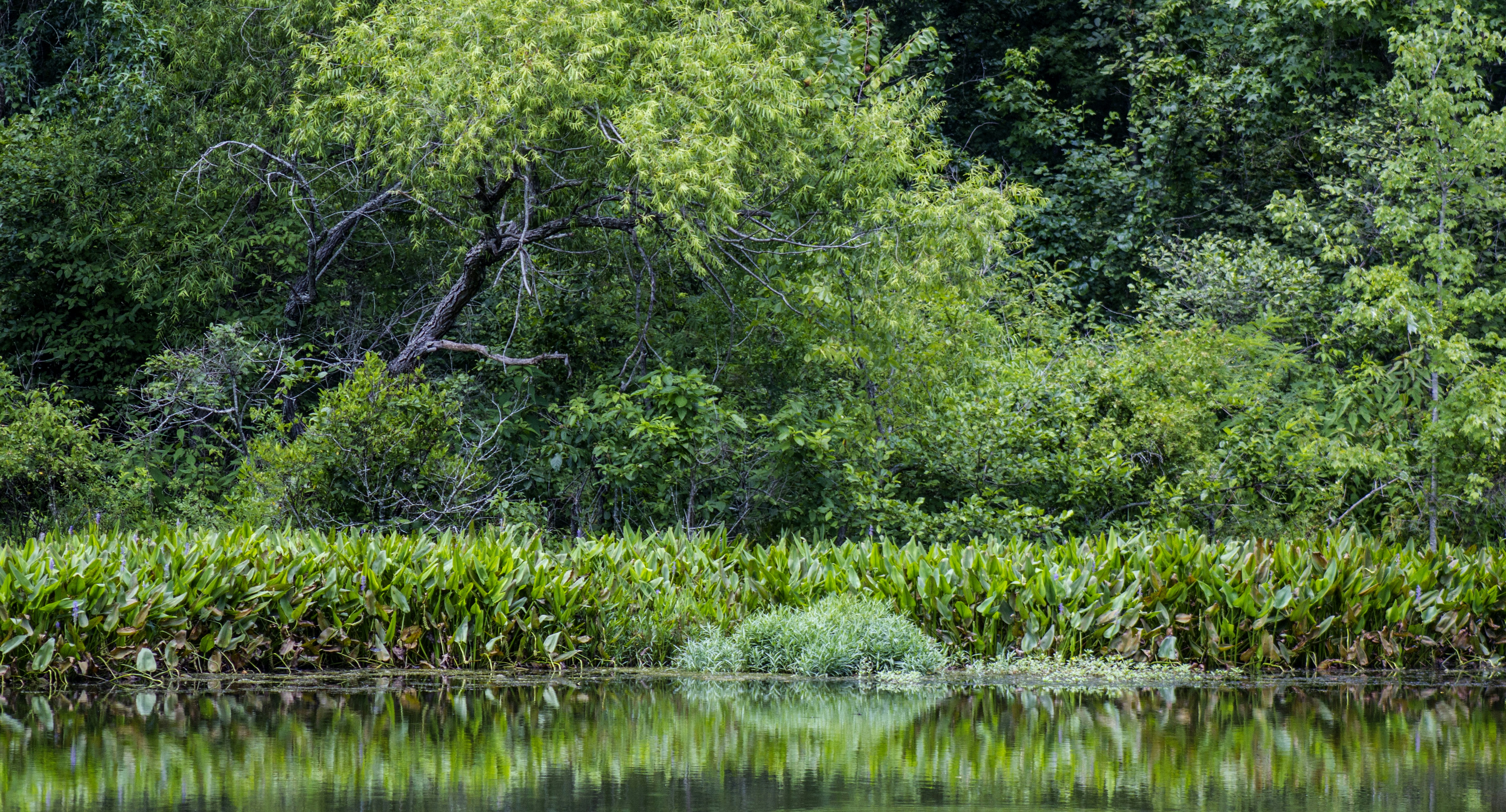 a body of water surrounded by trees and bushes