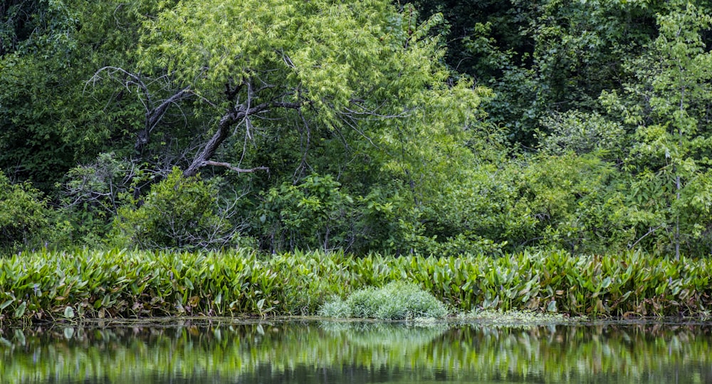 a body of water surrounded by trees and bushes