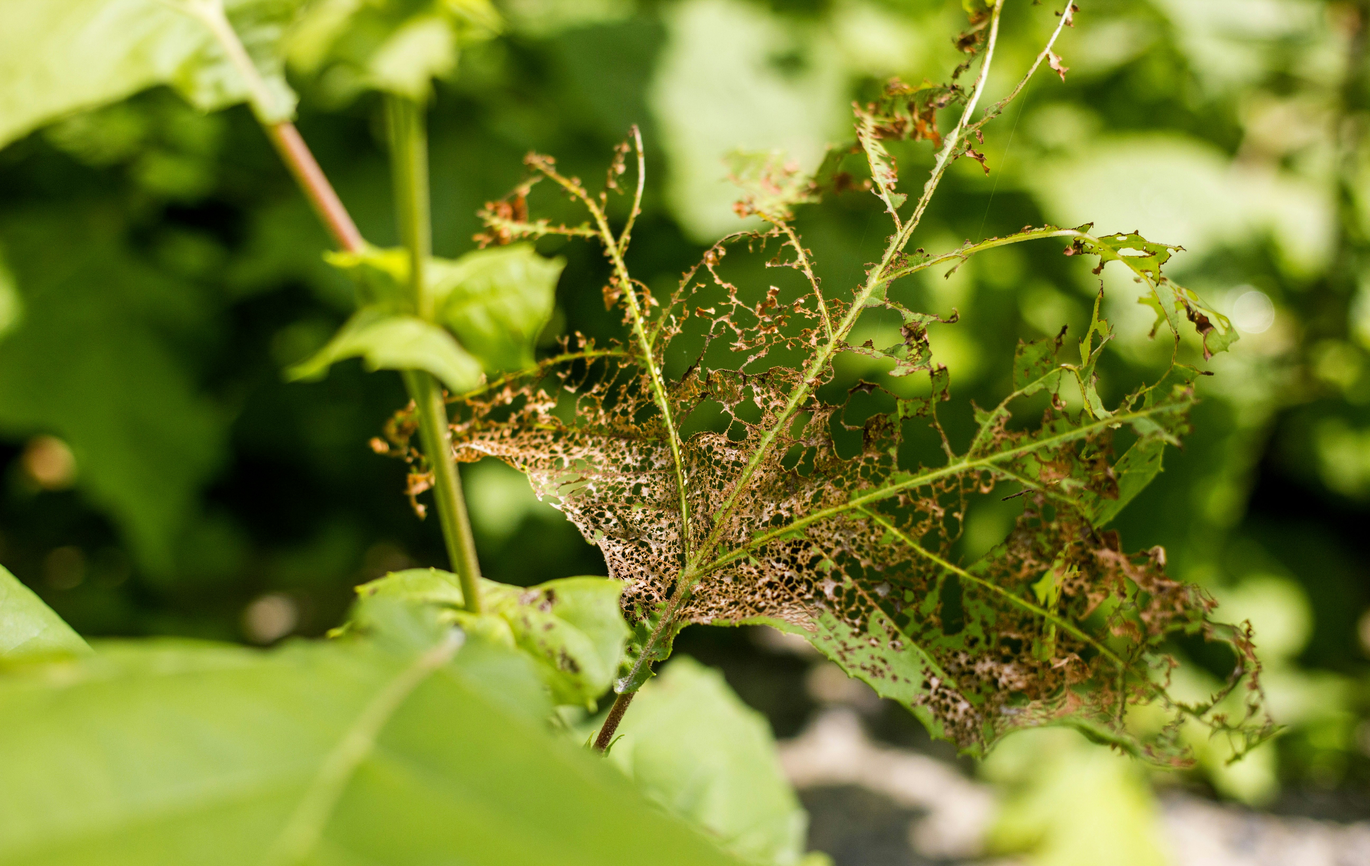 a close up of a plant with lots of dirt on it