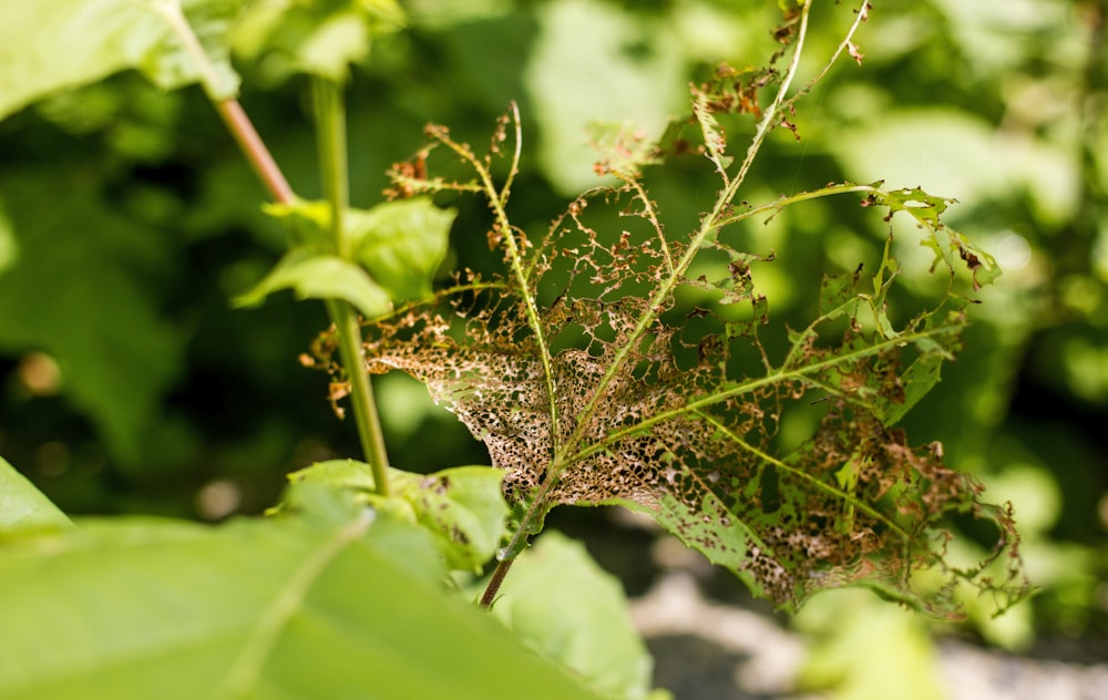 a close up of a plant with lots of dirt on it