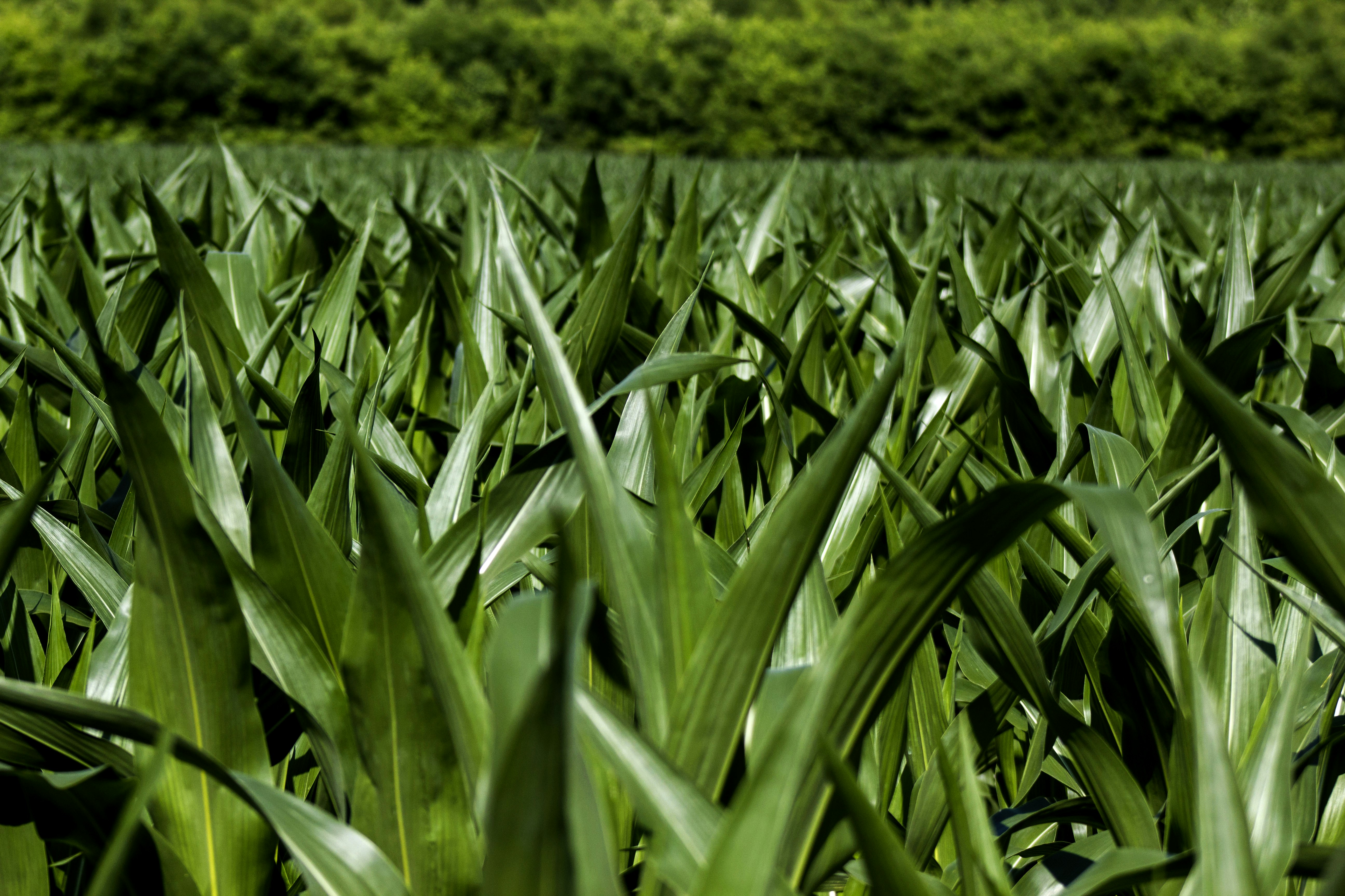 a field of green grass with trees in the background